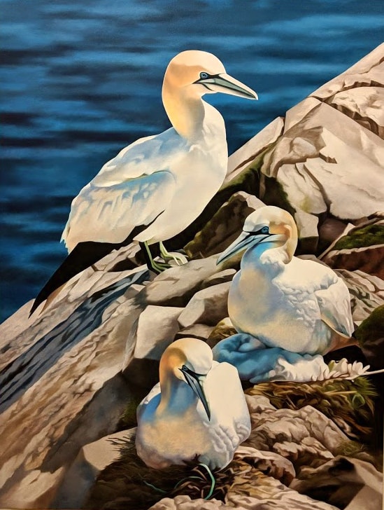 Gannets at Cape St. Mary's